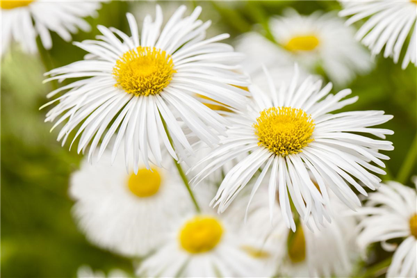 Erigeron 'Sommerneuschnee'