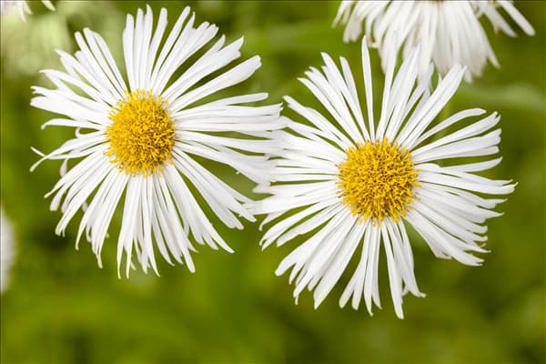 Erigeron 'Sommerneuschnee'