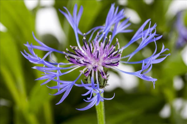 Centaurea montana 'Grandiflora'