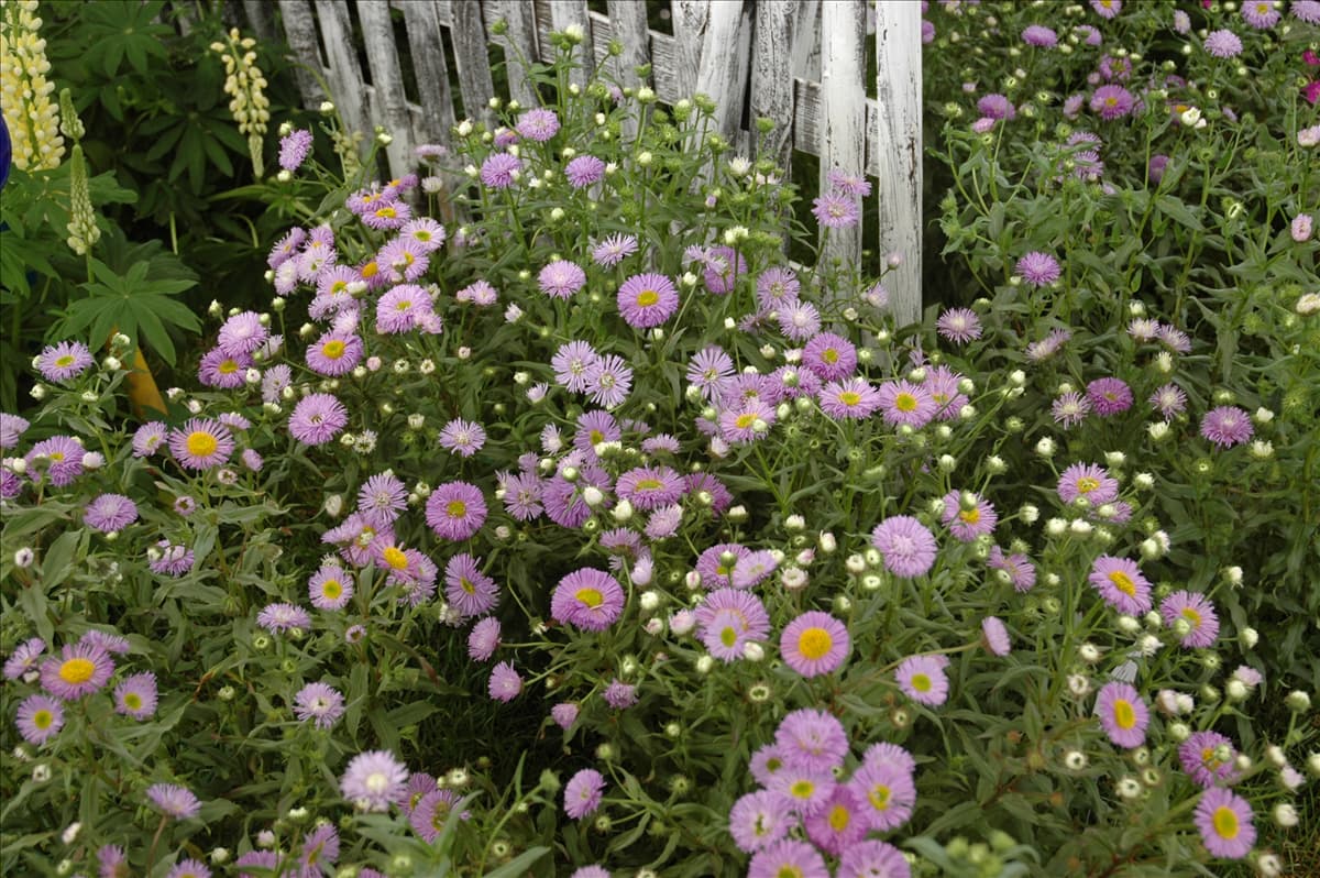 Erigeron speciosus 'Azurfee'