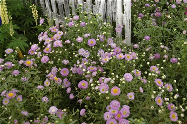 Erigeron speciosus 'Azurfee'