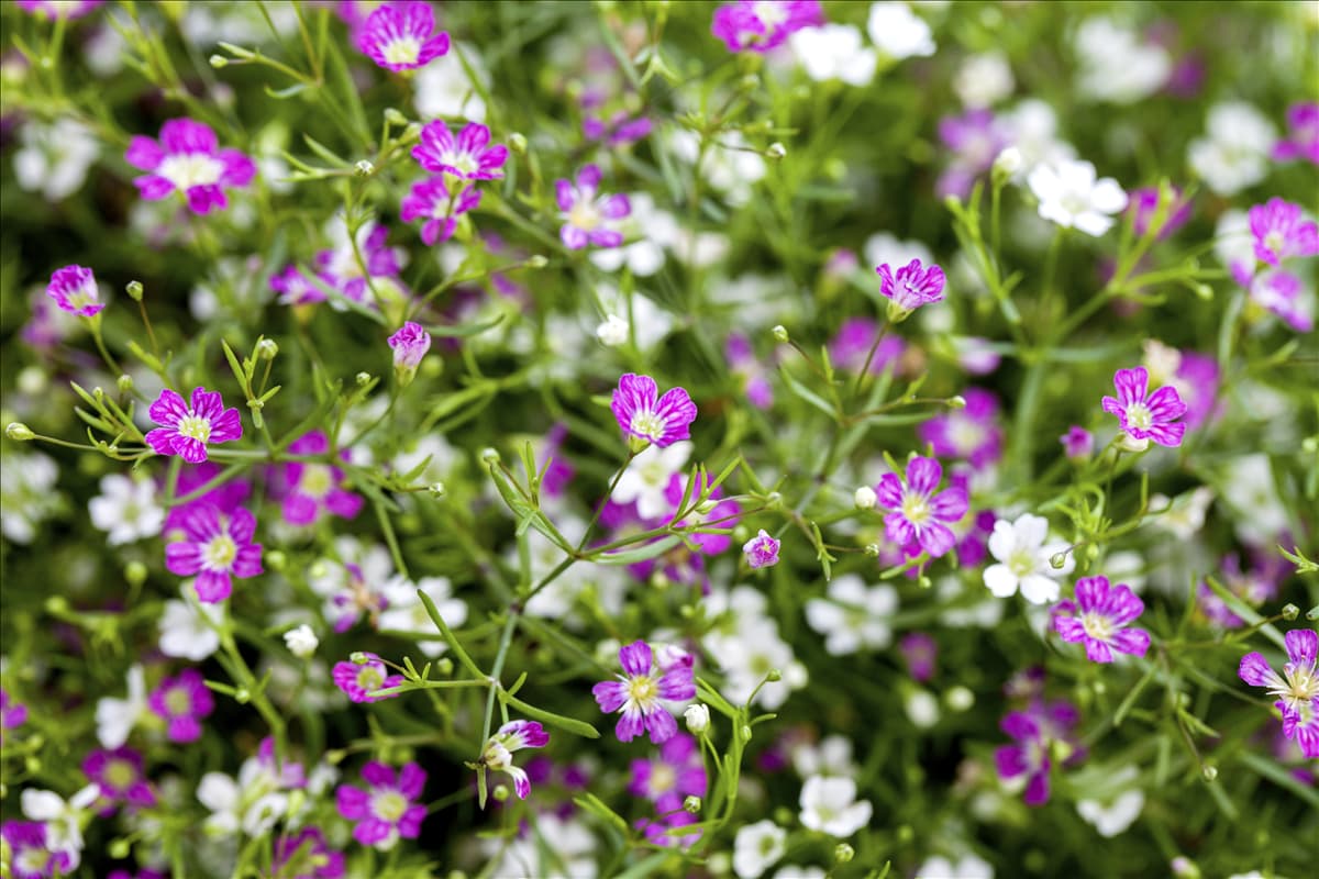 Gypsophila muralis