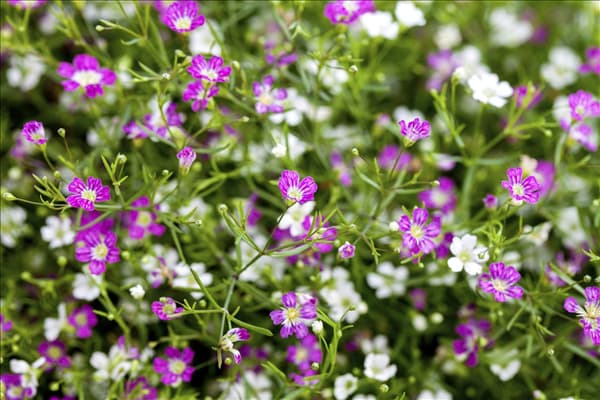 Gypsophila muralis
