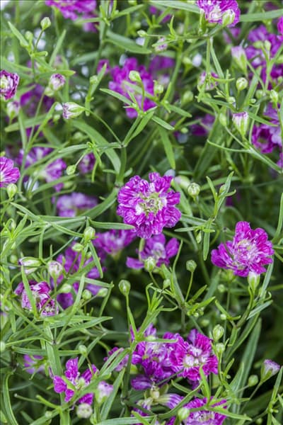 Gypsophila muralis
