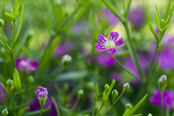 Gypsophila muralis