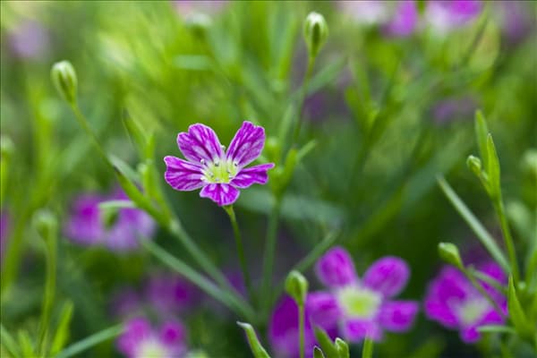 Gypsophila muralis