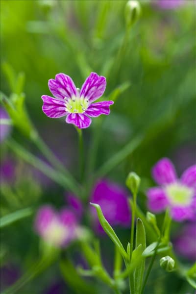 Gypsophila muralis