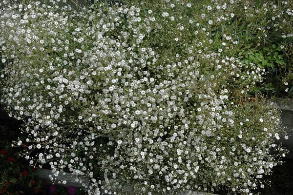 Gypsophila muralis