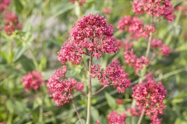 Centranthus ruber