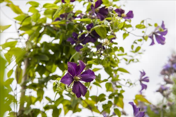 Clematis viticella 'Minuet'