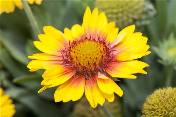 Gaillardia x grandiflora