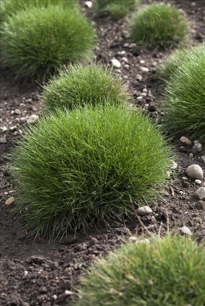 Festuca gautieri