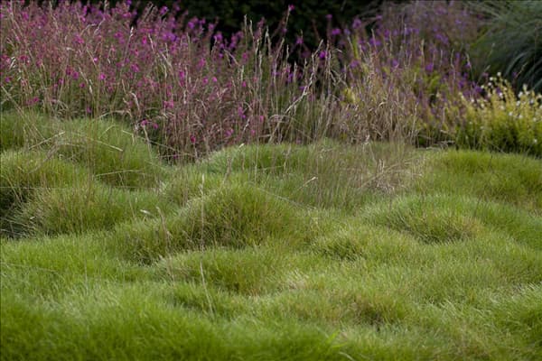 Festuca