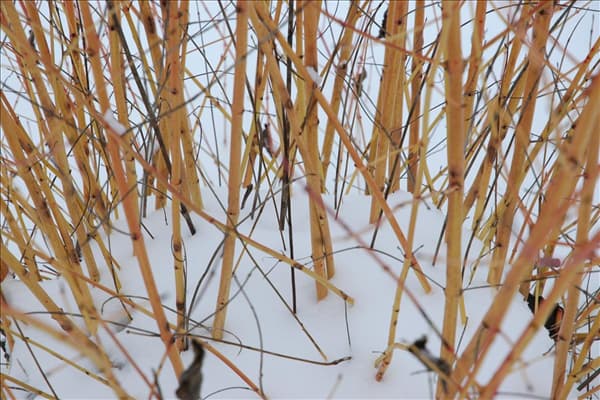 Cornus sanguinea 'Winter Flame'