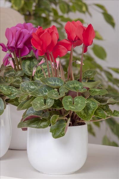 Cyclamen persicum, rot