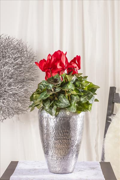 Cyclamen persicum, rot