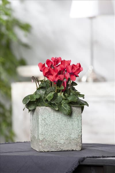 Cyclamen persicum, rot