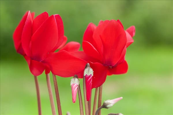 Cyclamen persicum, rot