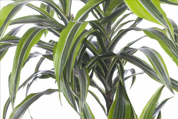 Dracaena fragrans 'Lemon Lime'