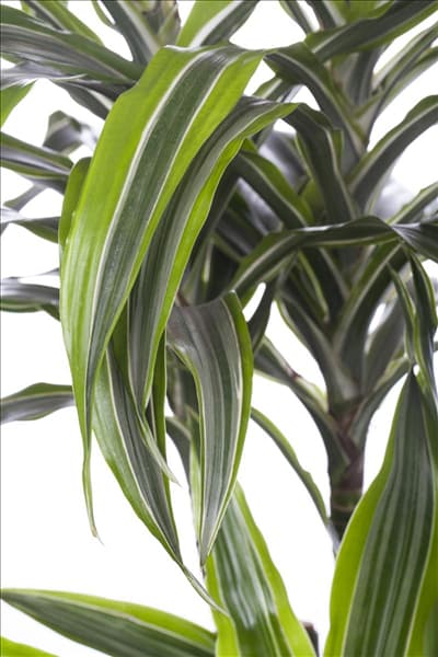 Dracaena fragrans 'Lemon Lime'