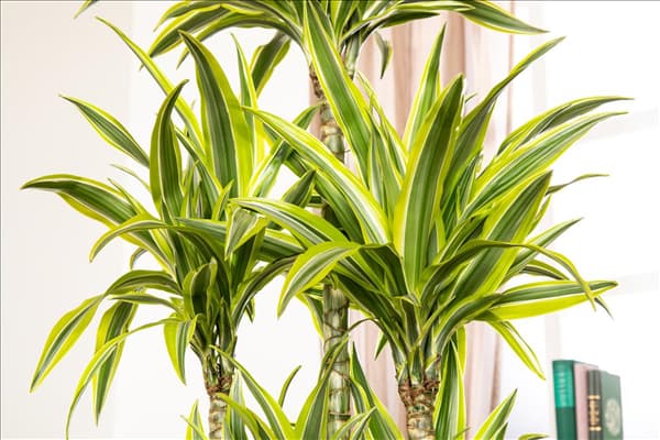 Dracaena fragrans 'Lemon Lime'