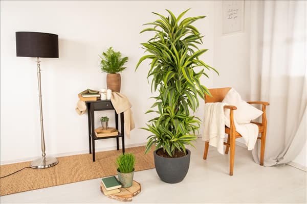 Dracaena fragrans 'Lemon Lime'