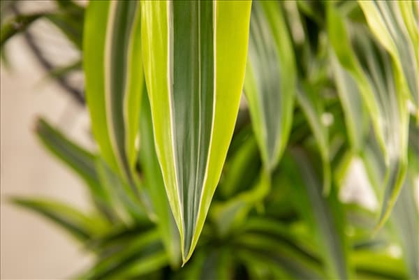 Dracaena fragrans 'Lemon Lime'
