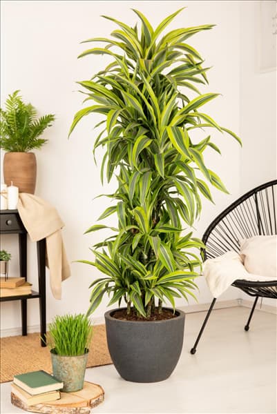Dracaena fragrans 'Lemon Lime'