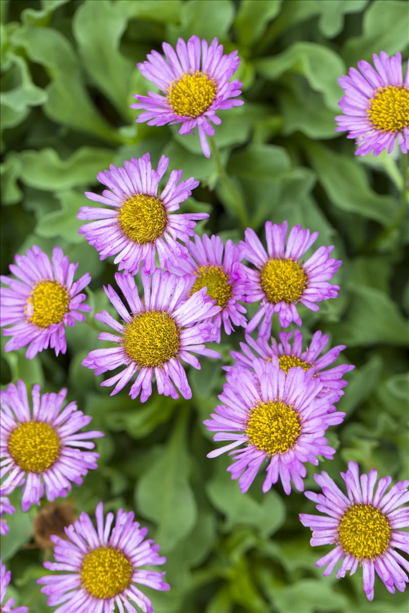 Erigeron glaucus 'Sea Breeze'®