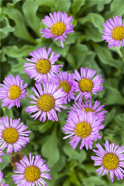 Erigeron glaucus 'Sea Breeze'®