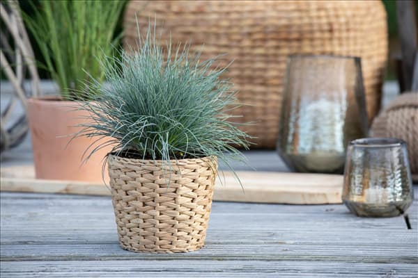 Festuca glauca