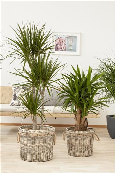 Yucca elephantipes