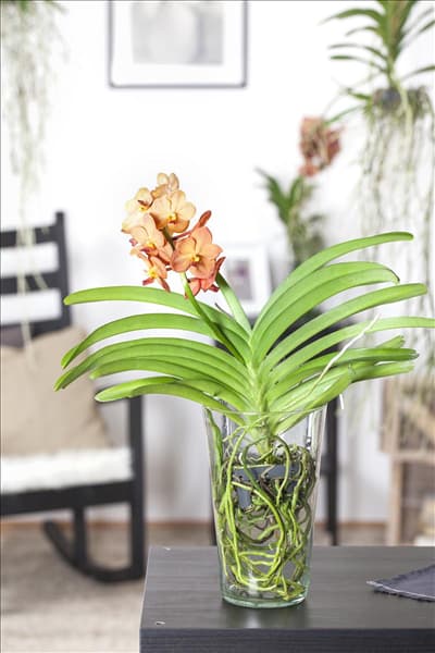 Vanda