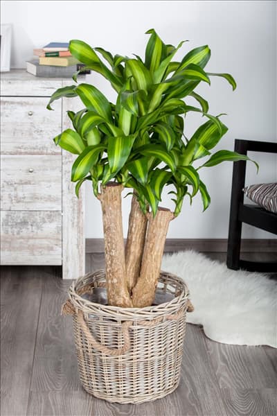 Dracaena fragrans 'Massangeana'