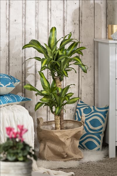 Dracaena fragrans 'Massangeana'