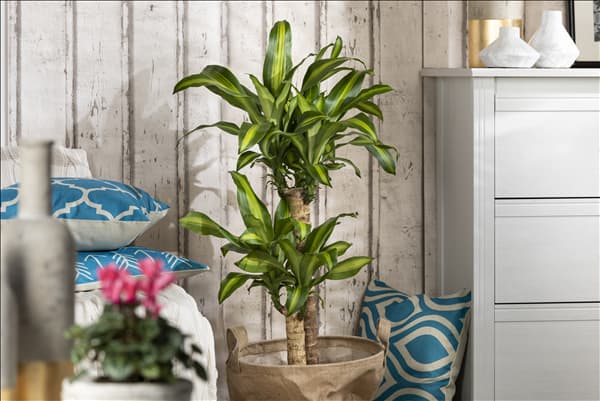 Dracaena fragrans 'Massangeana'