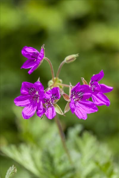 Erodium x hybridum