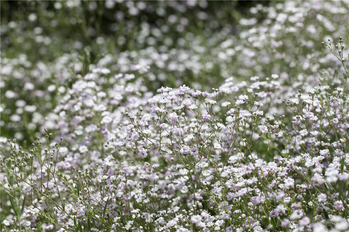 Gypsophila paniculata