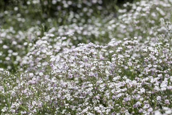 Gypsophila paniculata