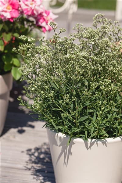 Gypsophila paniculata