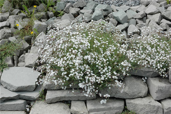 Gypsophila paniculata