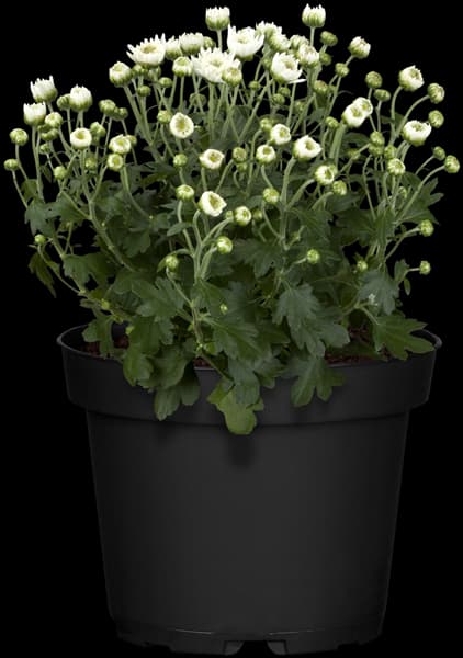 Chrysanthemum multiflora
