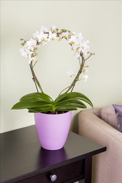 Phalaenopsis, weiß