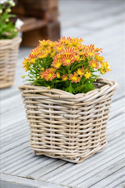Chrysanthemum multiflora