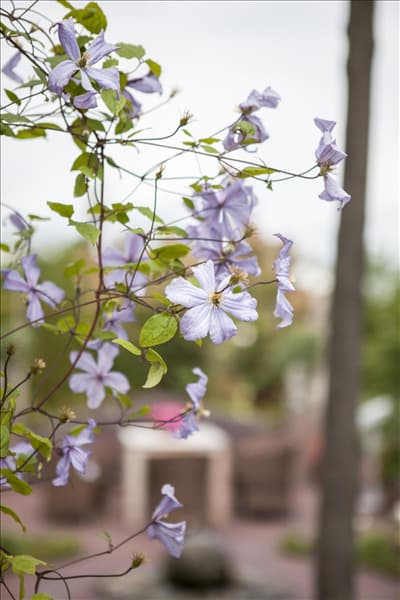 Clematis viticella 'Prince Charles'