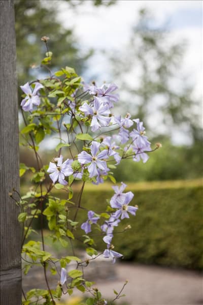 Clematis viticella 'Prince Charles'