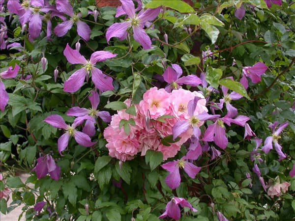 Clematis viticella 'Prince Charles'