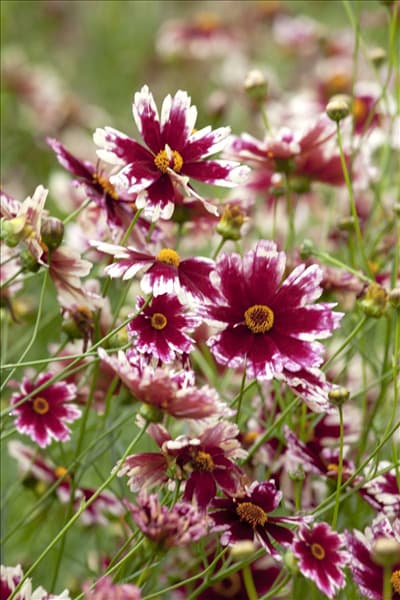 Gaillardia x grandiflora