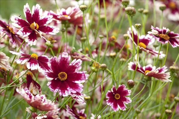 Gaillardia x grandiflora