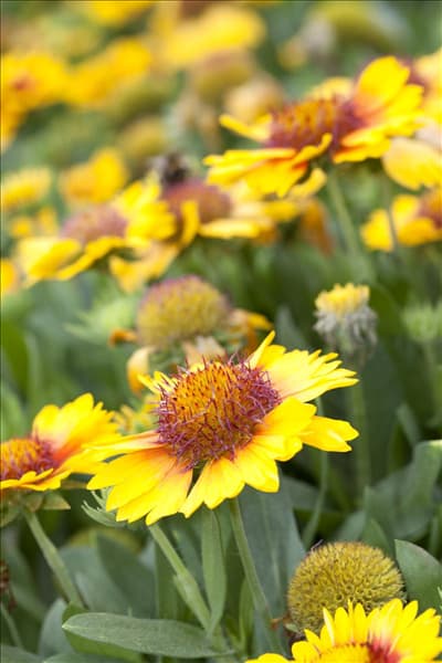 Gaillardia x grandiflora